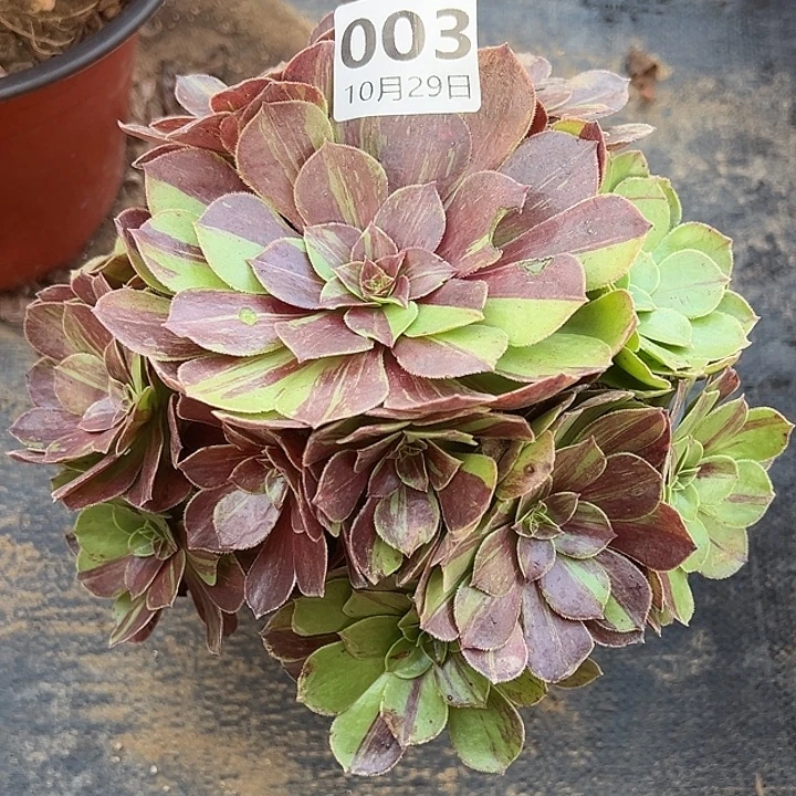 10.29-3花月夜多肉1