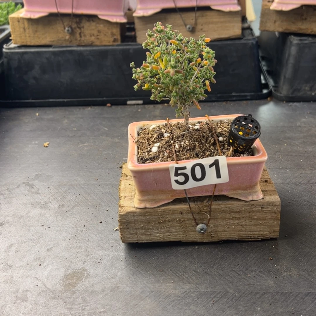 枝干番杏多肉植物501安