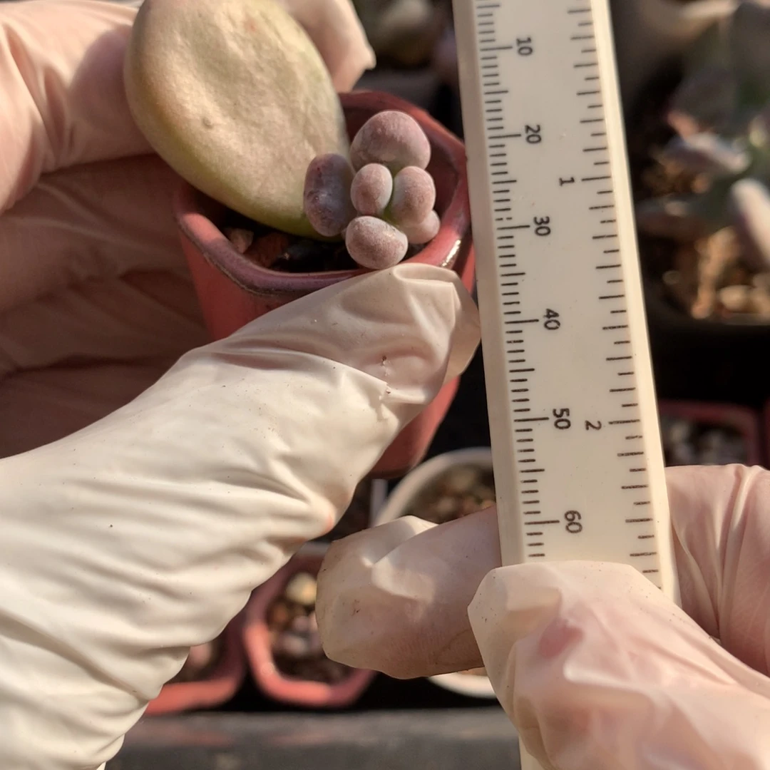 油煎奶酪多肉油煎奶酪