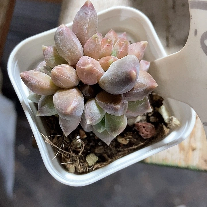 多肉植物重楼1054