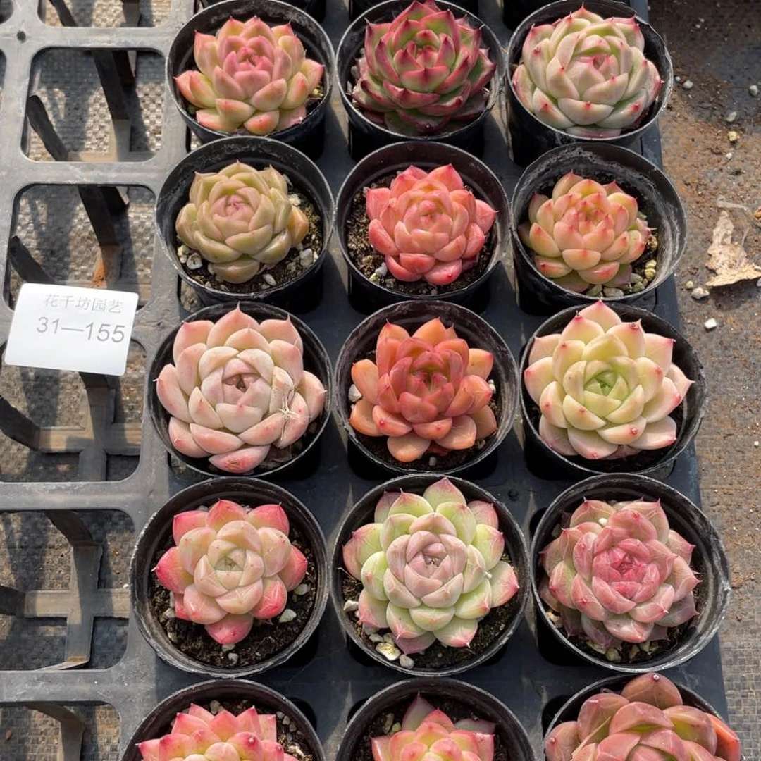 一物一拍18棵31-155