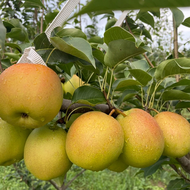 山西丹霞红梨黄金梨脆甜薄皮蜜梨香梨酥脆当季新鲜水果产地直发