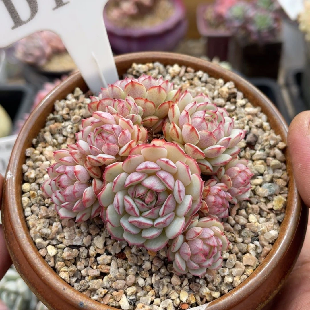 108小红船不带盆7厘米