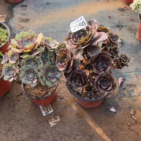 560两个不包断枝