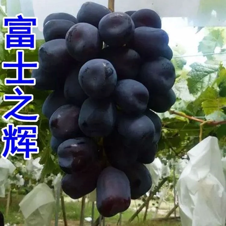 富士之辉葡萄树苗嫁接苗南北方均可种植
