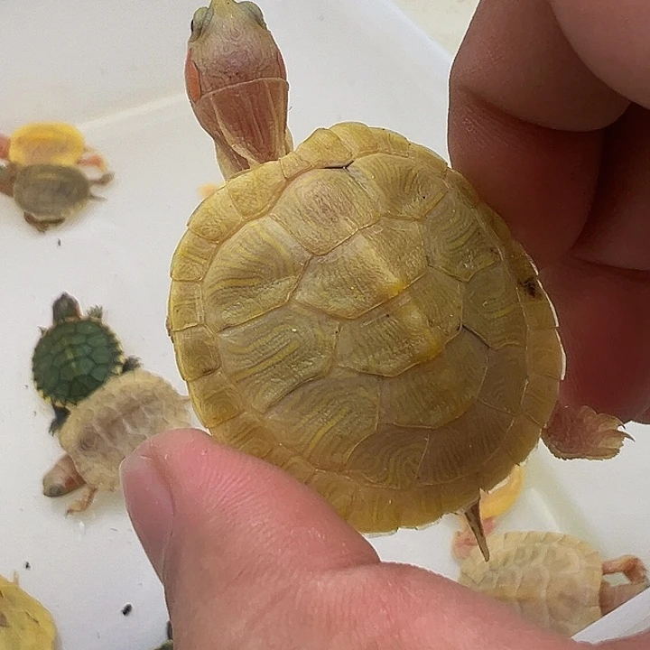 绿毛龟母巴西龟11111