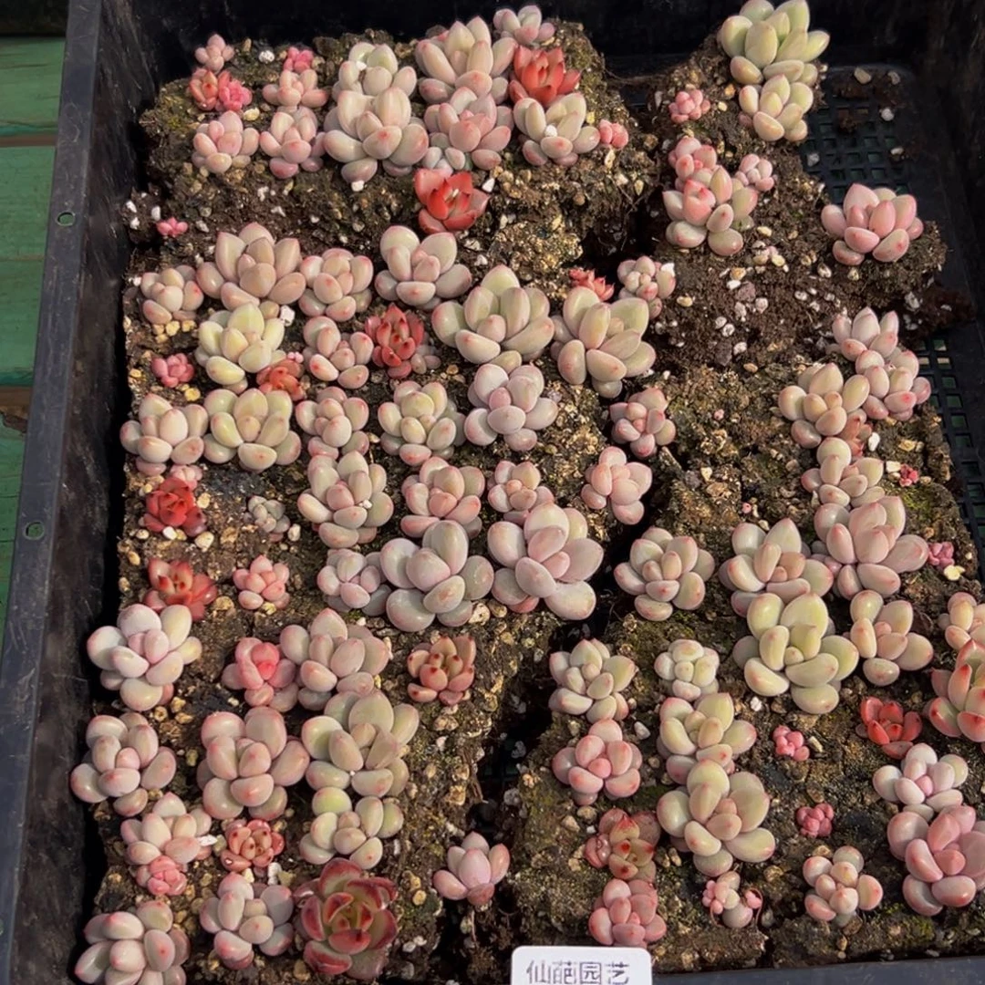 黄***丹773多肉葡萄的味道是