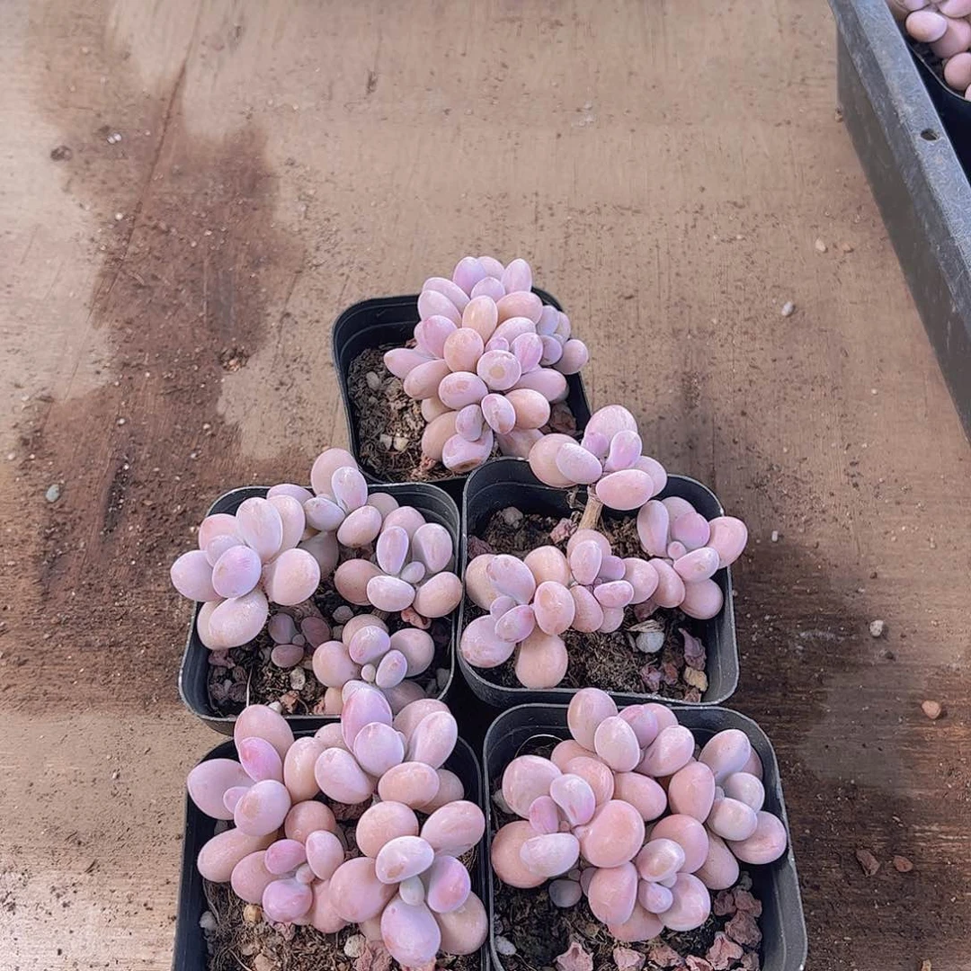 桃蛋5盆多肉植物