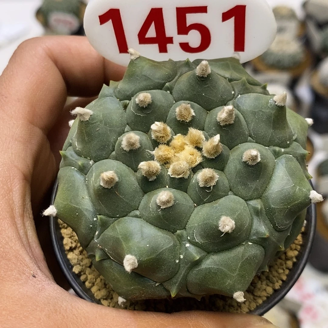 1451福利特价来处理特价来