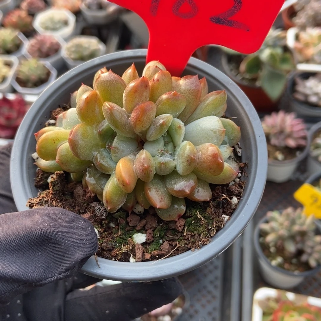 982红恋多肉植物多肉