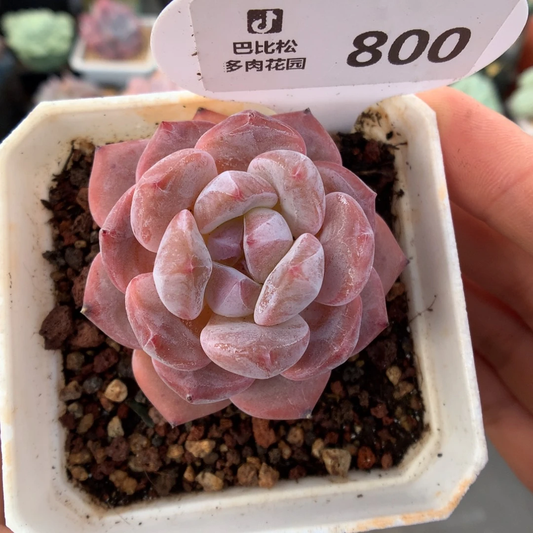 800石榴籽星影多肉植物
