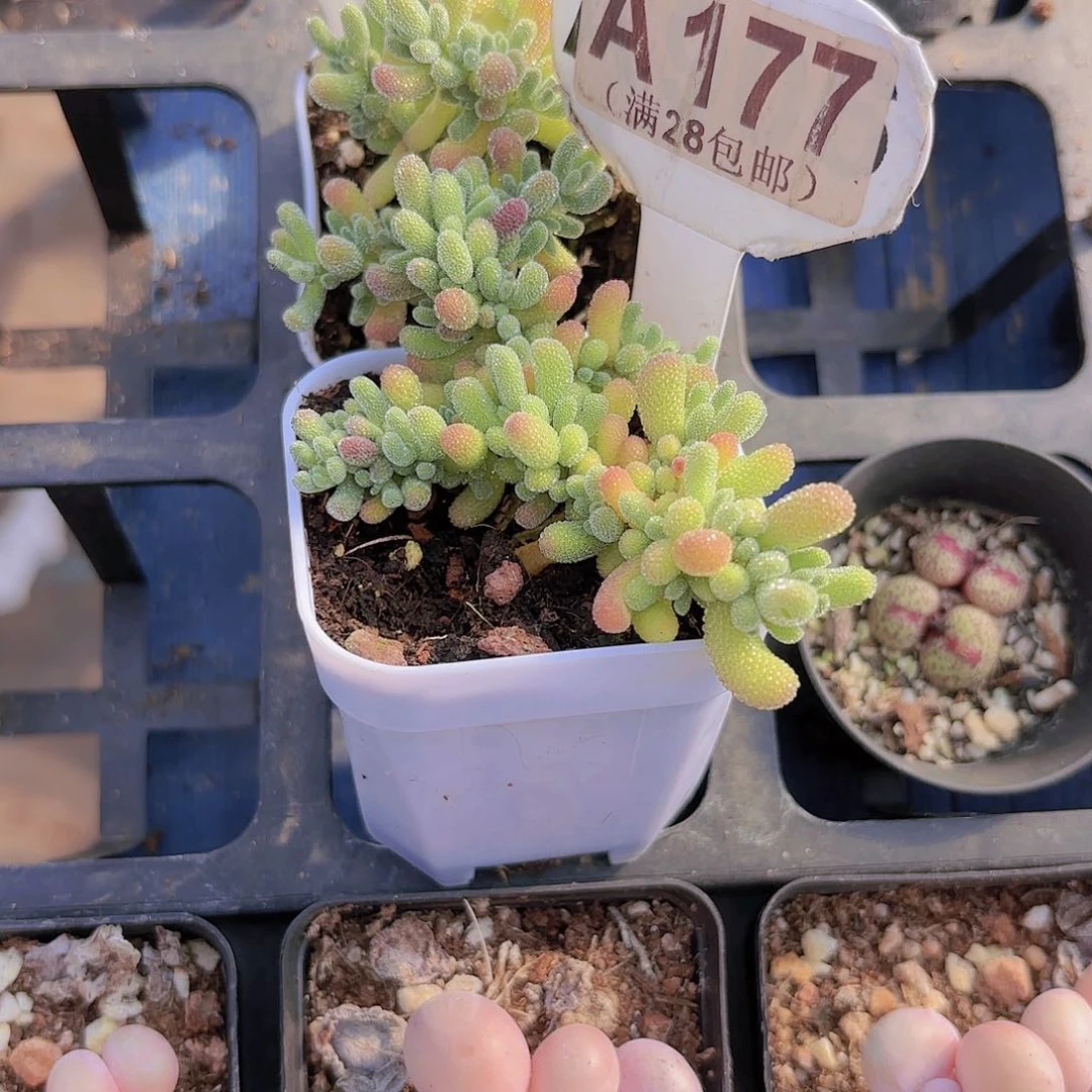 A177冰晶一物一拍