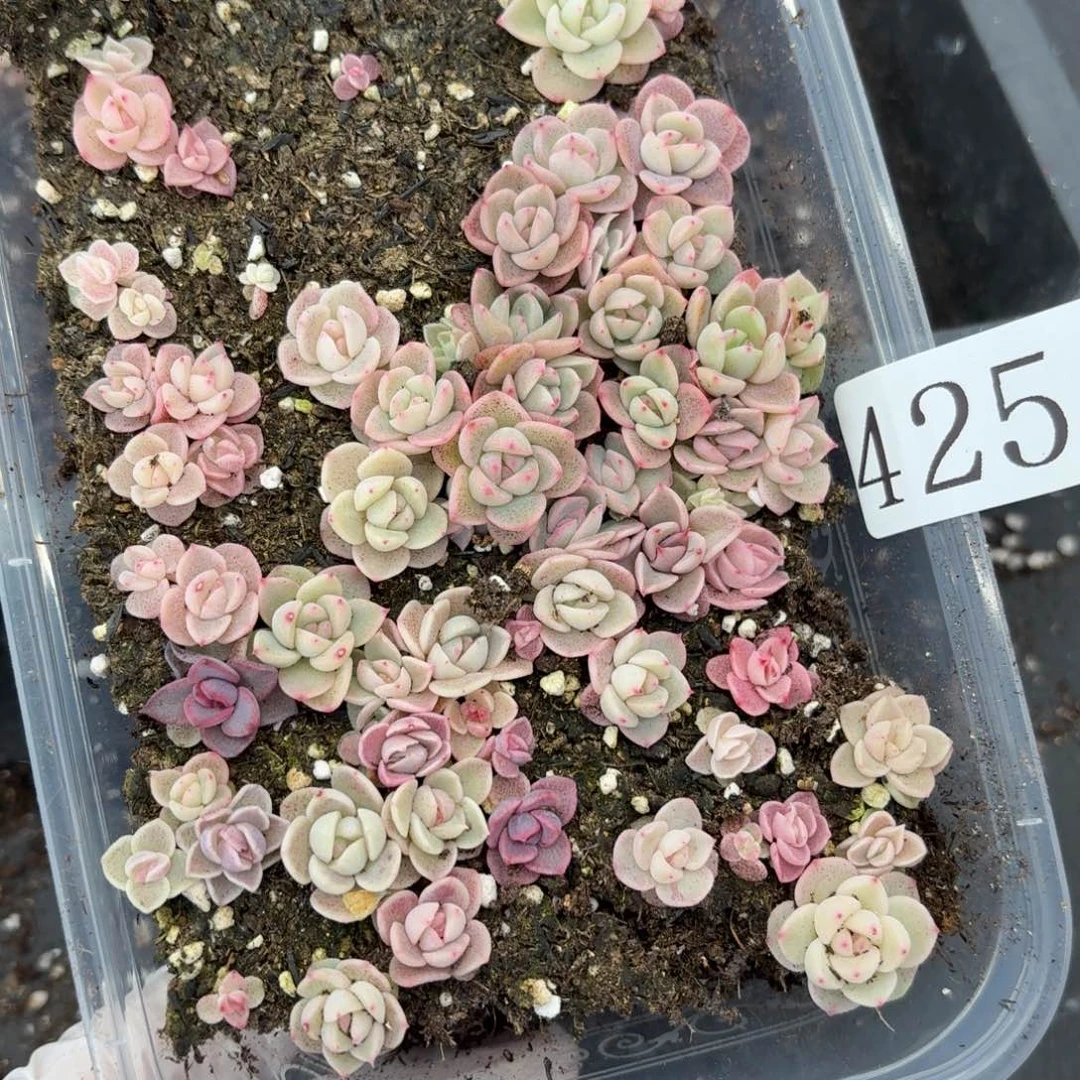 多肉植物多肉植物425