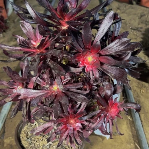 乌拉多肉多的1473