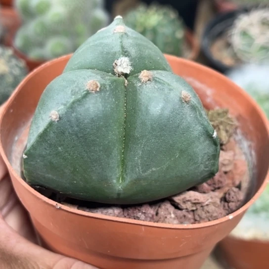 完全开放实生胖三角