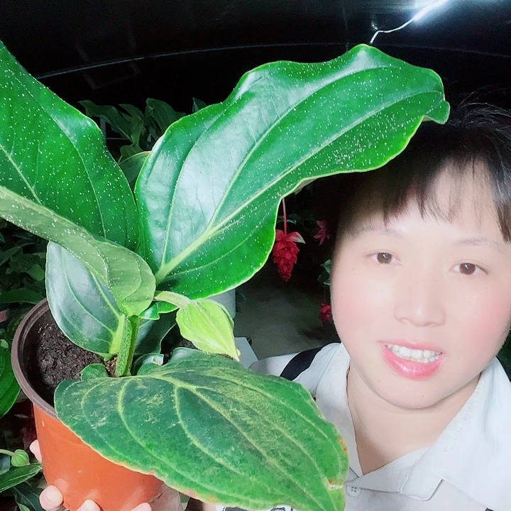 珍*宝莲灯开开花