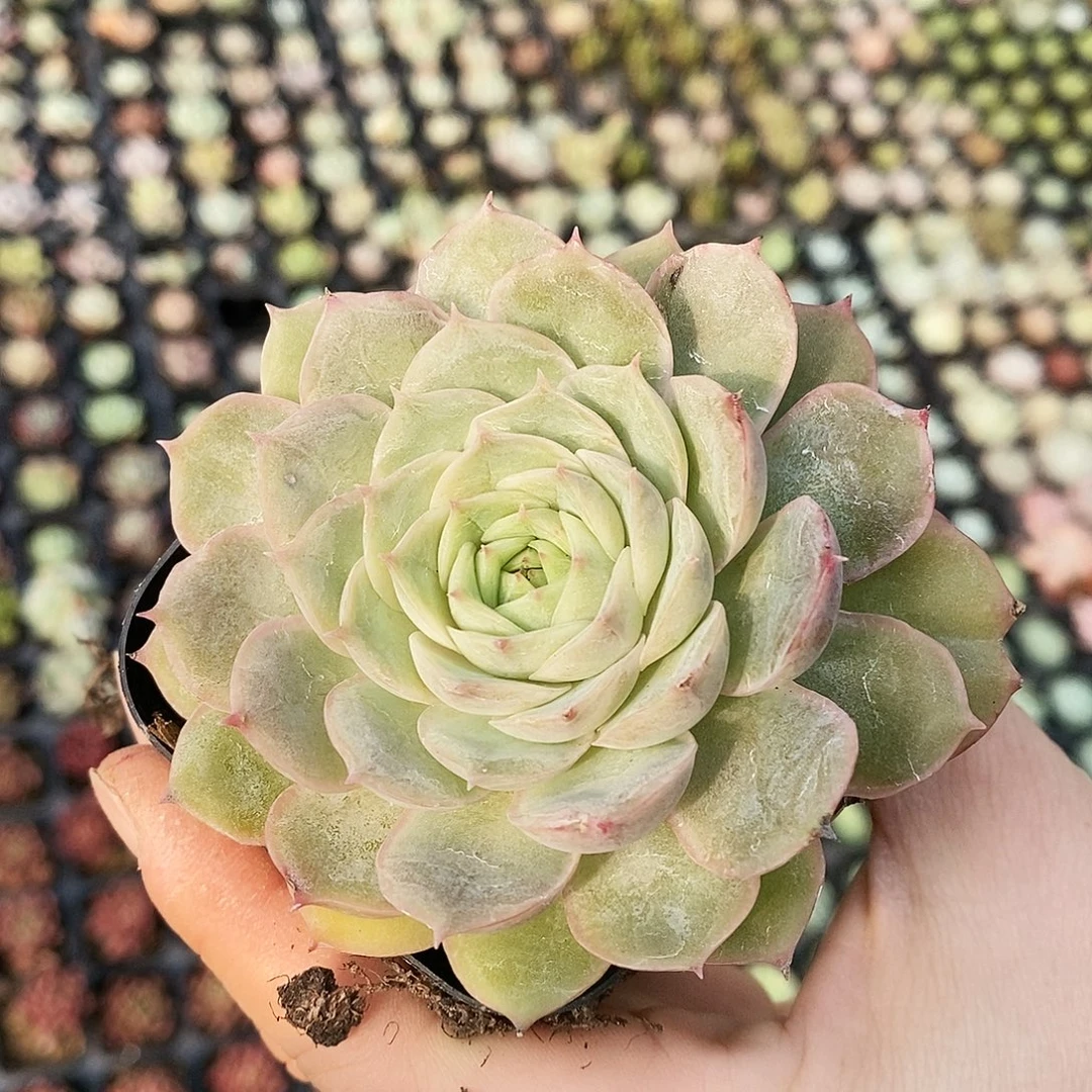 10cm昂斯诺10元包邮多肉3-4厘米发货