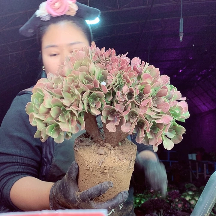 柒柒精品多肉脱土发货不包断侧枝116