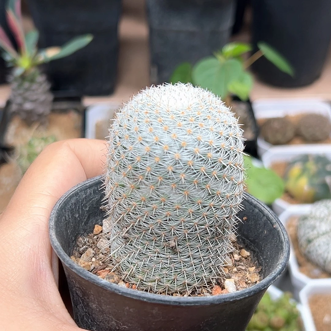 无花朵穴原希望丸实生球一颗