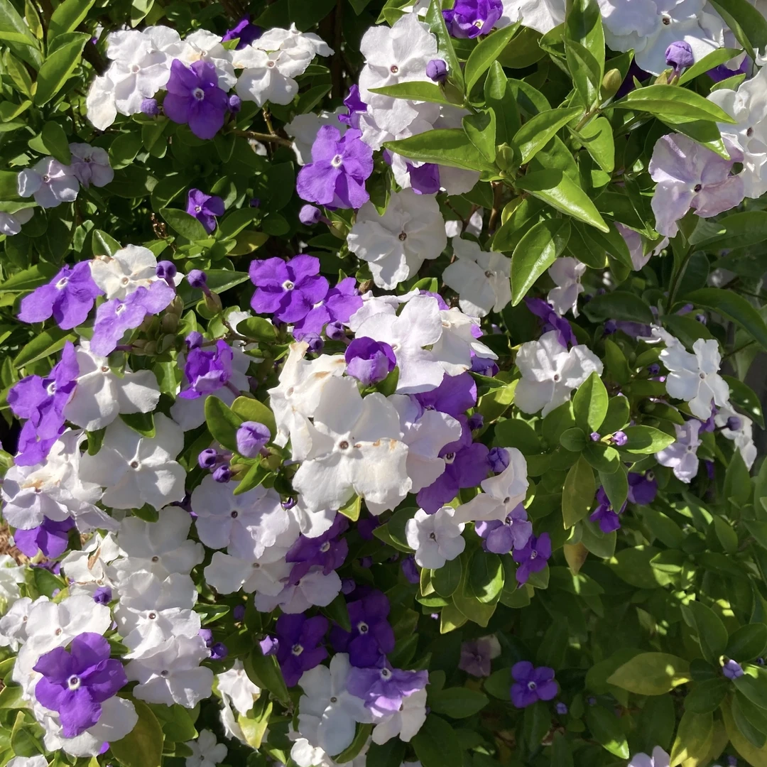 【苗】鸳鸯茉莉清香盆栽发货庭院阳台新手易养护爆花强喜水