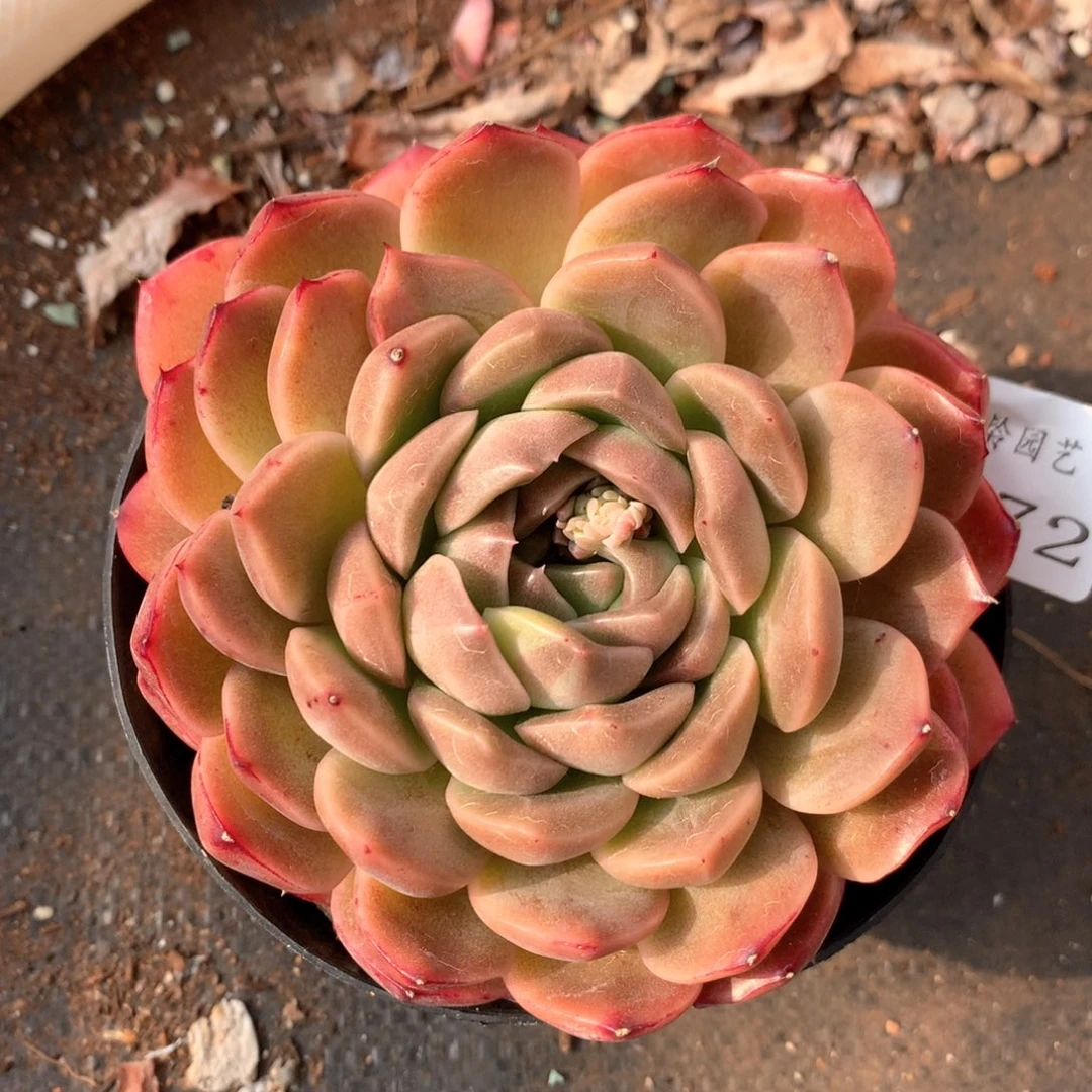 6072杂交多肉植物基地