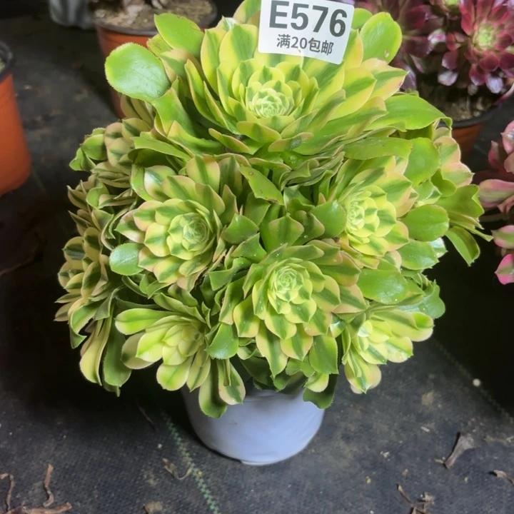 瑞妈一物一拍576