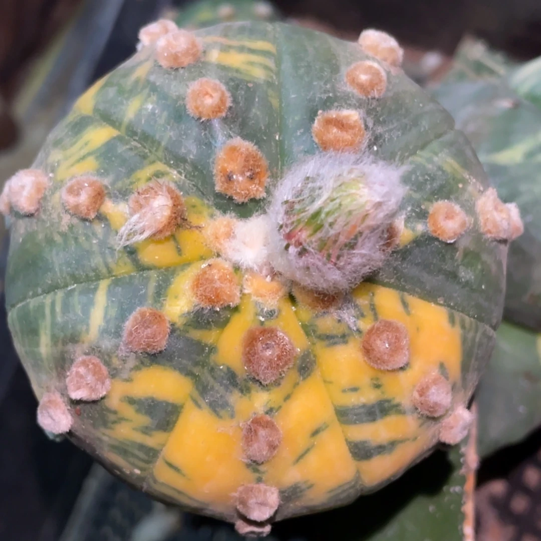 全部花朵金毛连星  散斑兜锦