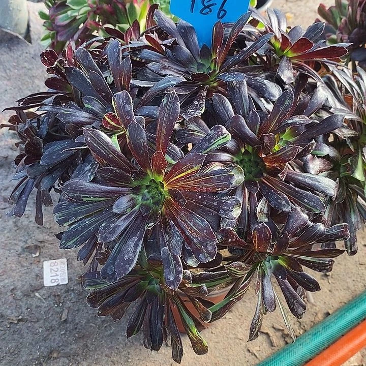 186 一颗水墨丹青法师多肉