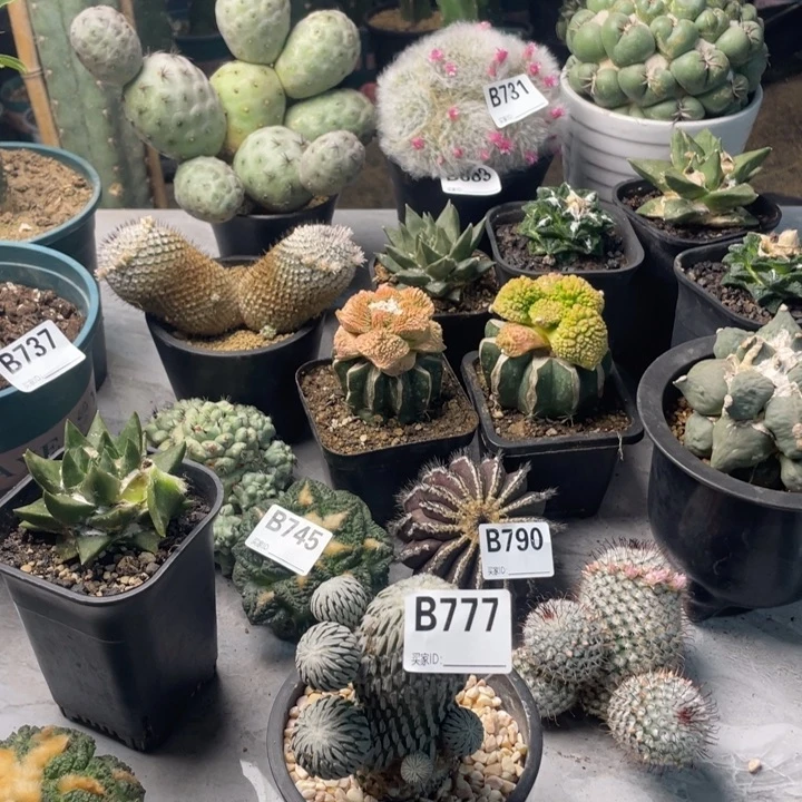 777精巧丸仙人球一个