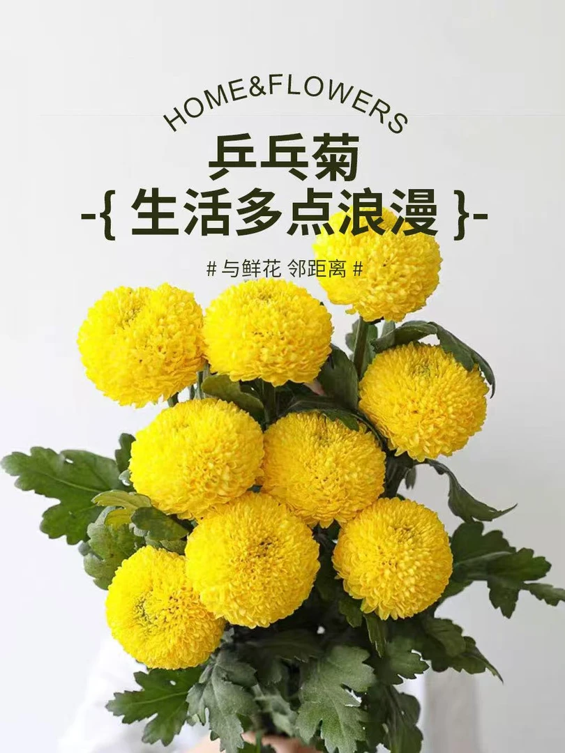 卓拉鲜花-清新好养乒乓菊云南基地新鲜采摘适合室内摆放