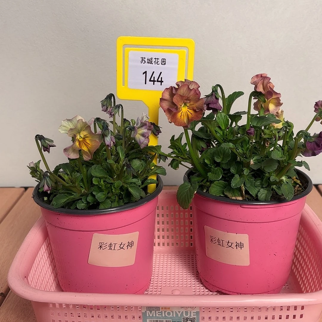 大部分开放少量花苞144