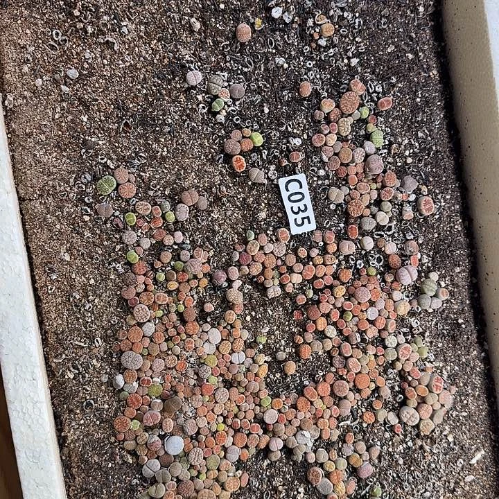 生35石花整框脱土发货不售后