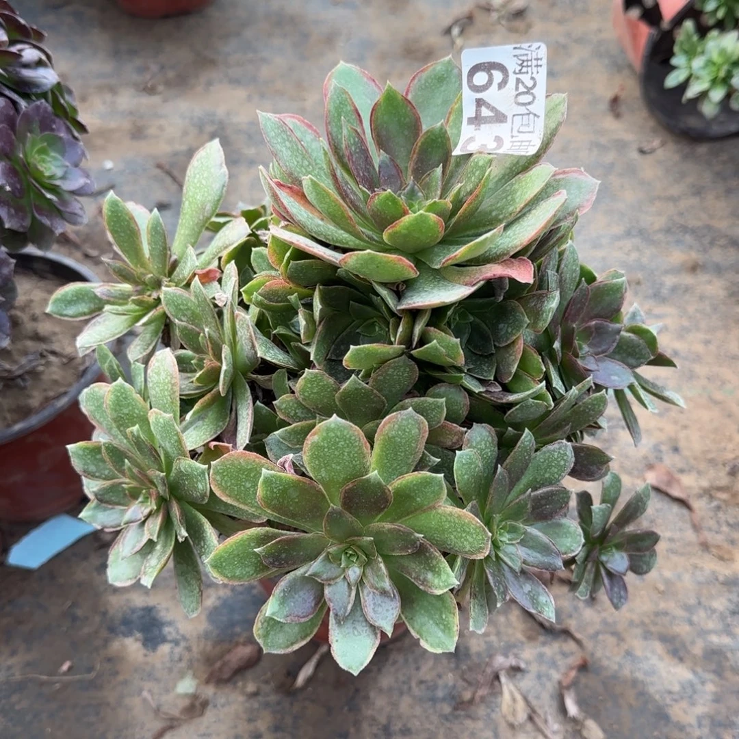 女王643满20包邮断枝不包