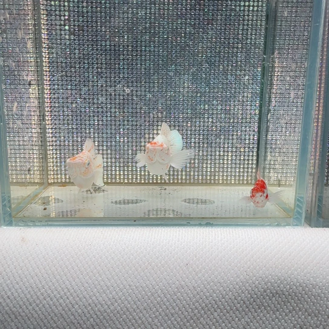 黑玛丽鱼10 圆尾樱花繁殖组