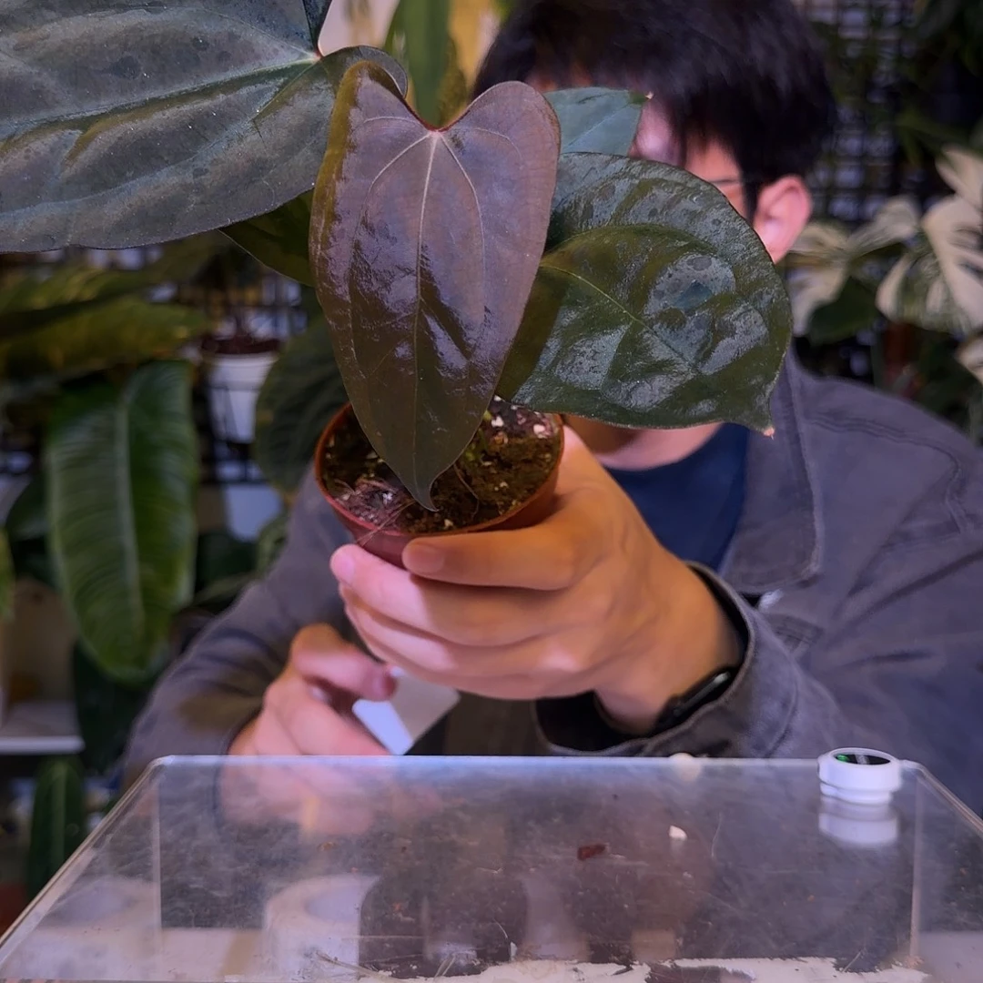 完全开放F352 黑凤凰杂黑桃