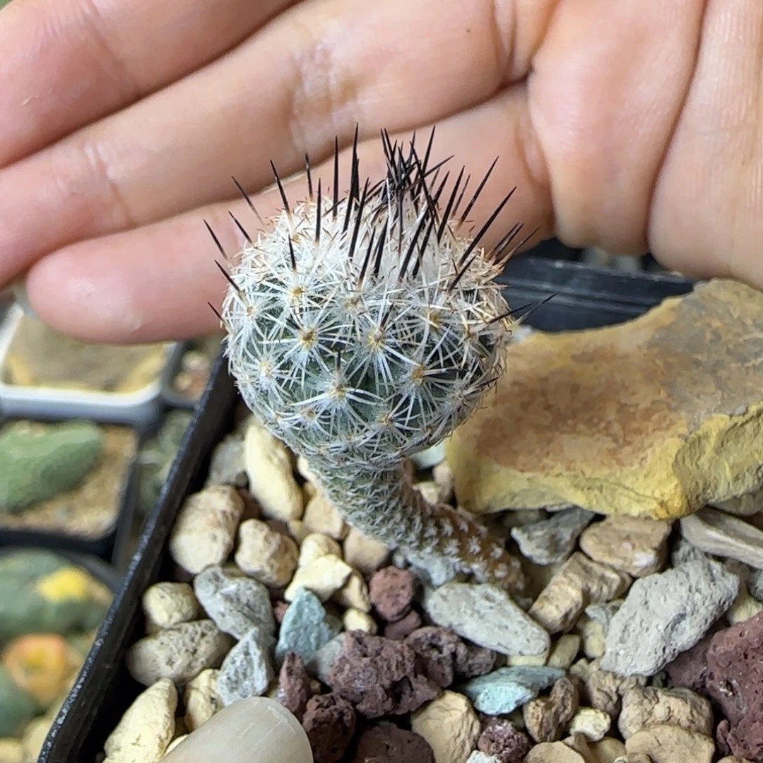 411实生赤花美针多肉1.7厘米