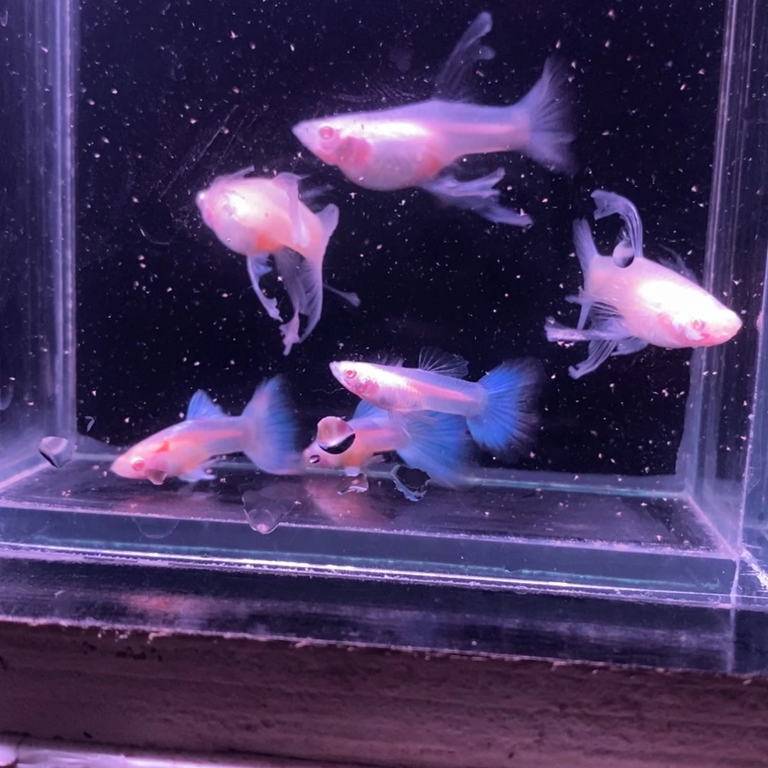 回*** 孔雀鱼精品蓝白三对