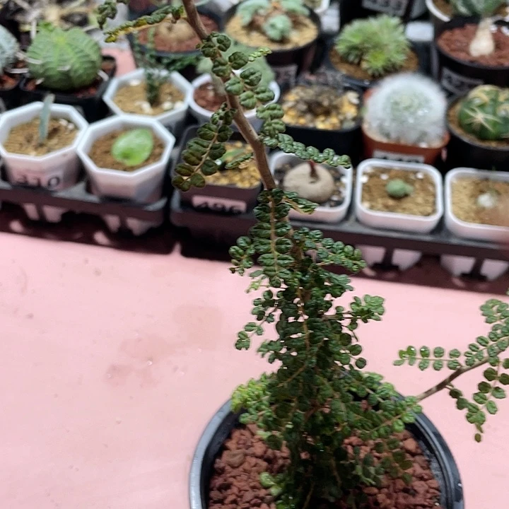362泡泡叶没药橄榄