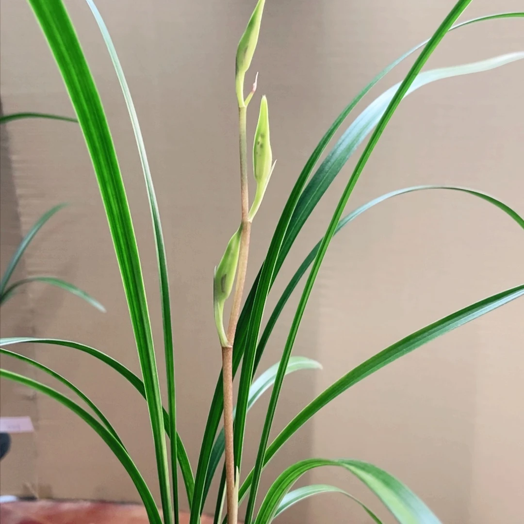 细叶寒兰粉艺子母带花苞