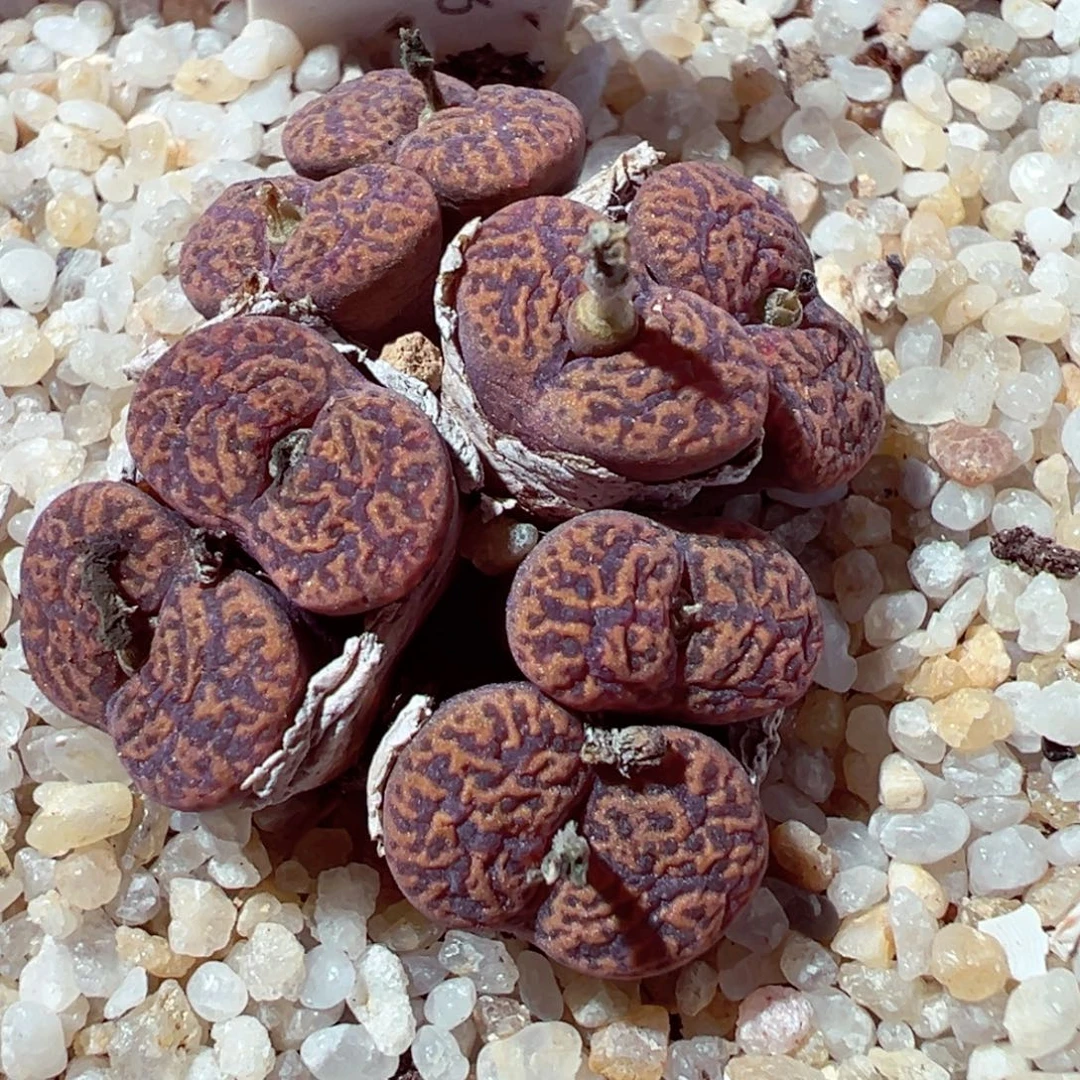 1107-826多人打扰朱雀xzqm