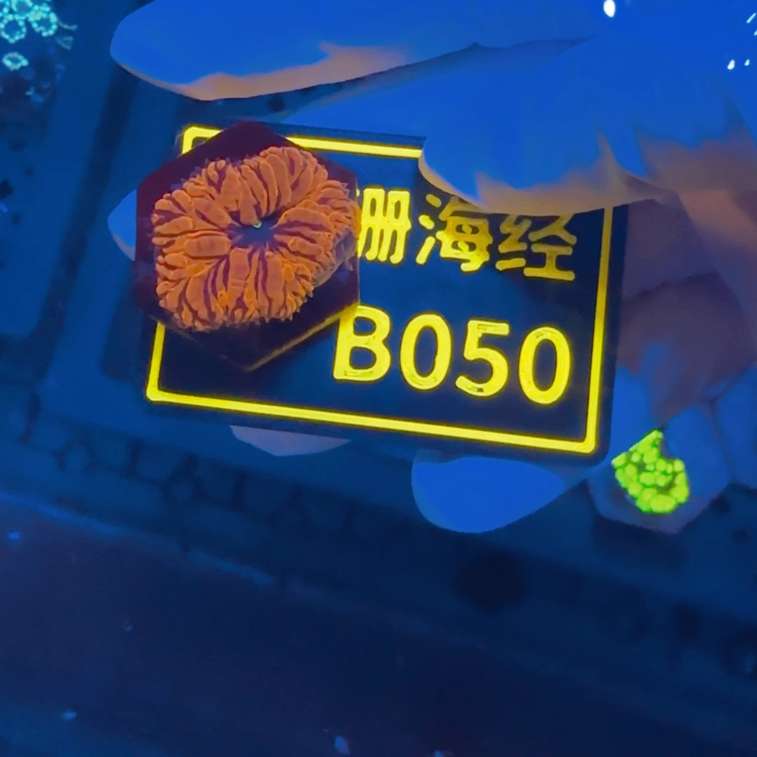 A***x纽扣珊瑚晓晓不包邮纽扣脑B050