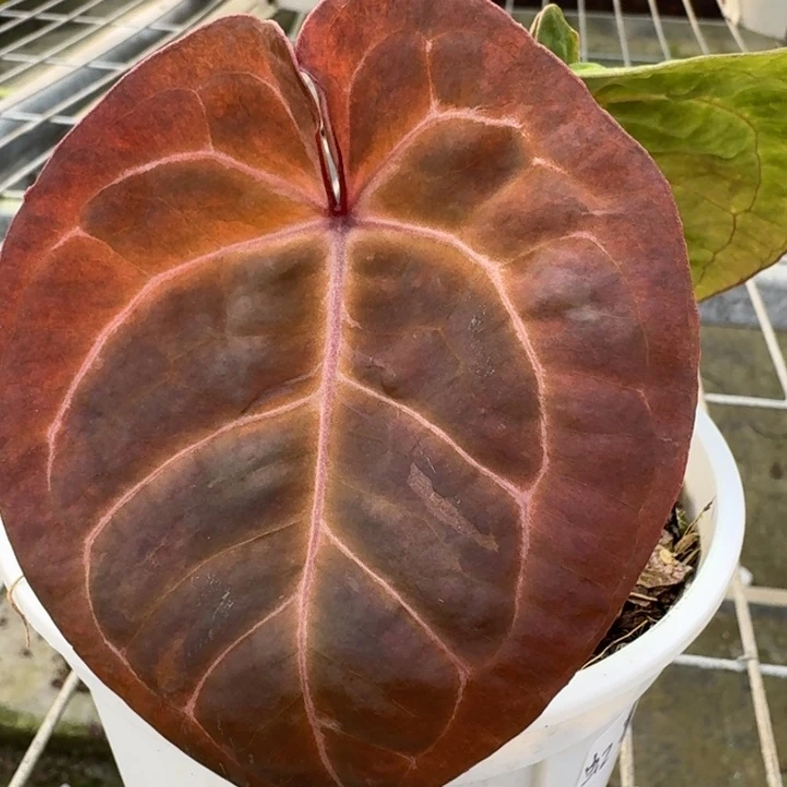 完全开放20号虹霓