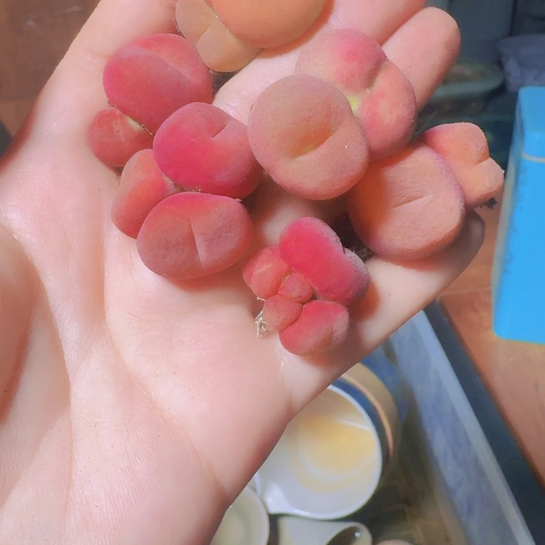 凌**海多肉植物满20包邮