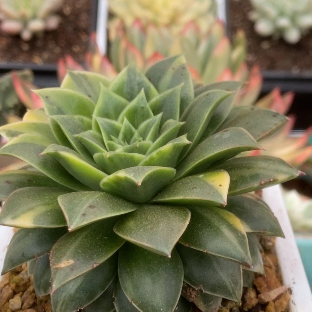 376皮皮虾锦锦锦锦锦锦
