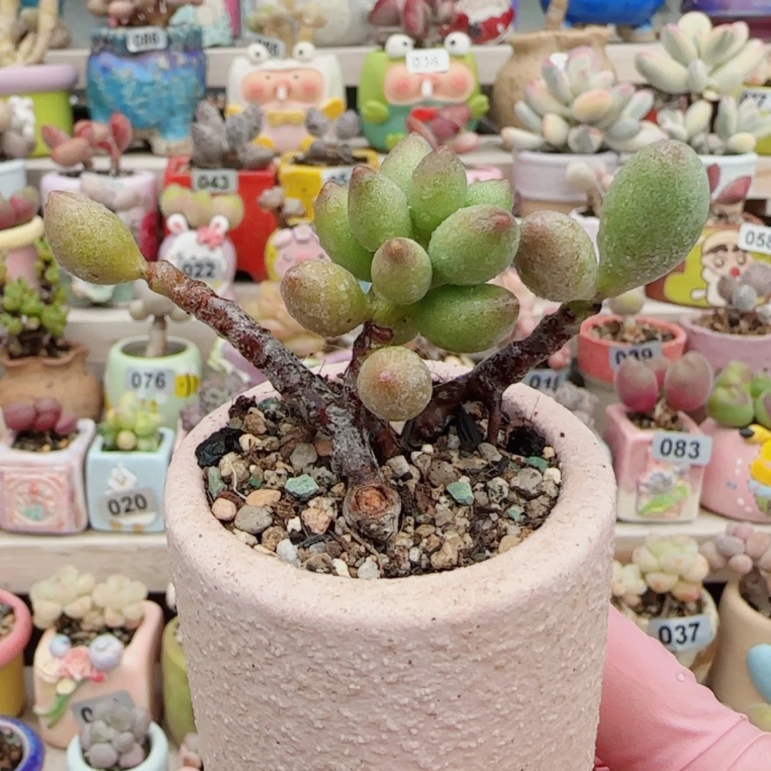 造型冰晶 盆口4cm