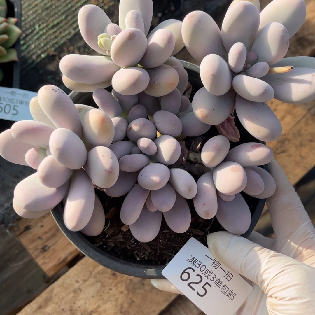 625原始奶多肉植物～