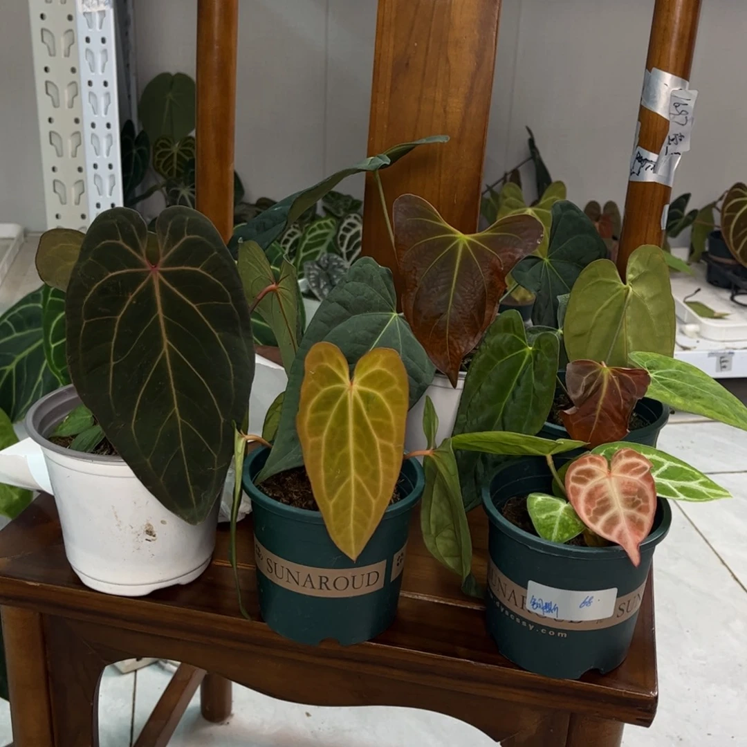 无花朵0765 （寄养）