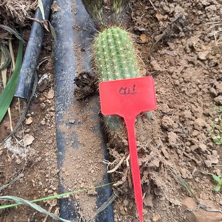 相***缘44号毛花柱星光汇20