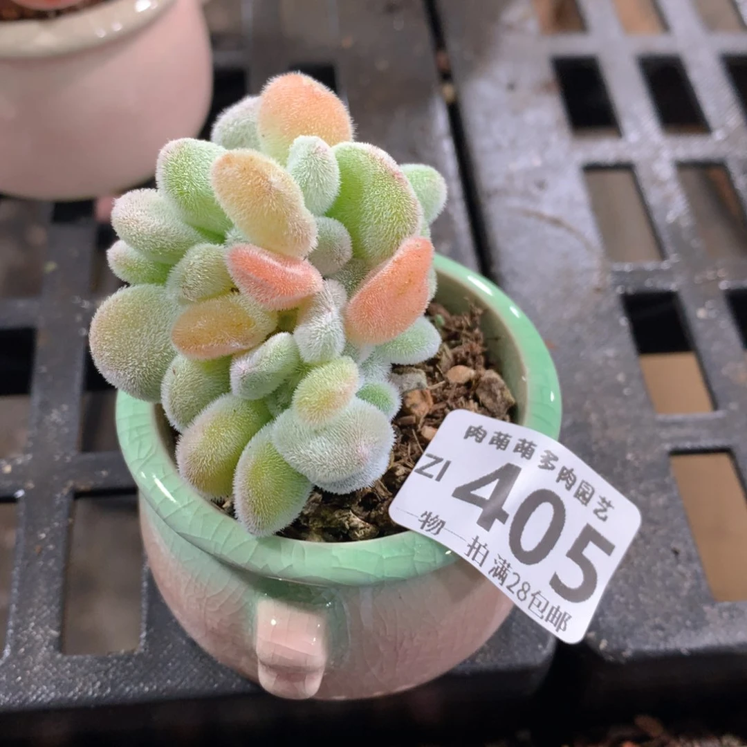 肉萌萌拇指盆精控多肉ZI405