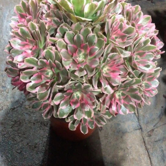 小***学无花朵花样年华法师多肉植物180号